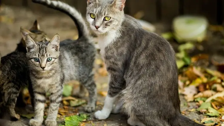Video Kucing Menyelamatkan Anaknya Saat Banjir Sumatera Dibuat AI