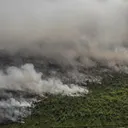 Kondisi Kebakaran Hutan di Kalimantan Jadi Sorotan Publik